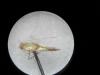 Caloptilia sp.